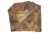 Fossil Ginkgo Leaf From North Dakota - Paleocene #188934-1